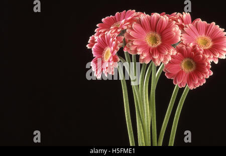 IMAGE STUDIO D'UN GROUPE DE GERBERAS ROSES (GERBERA JAMESONII) PRISE SUR FOND NOIR. Banque D'Images