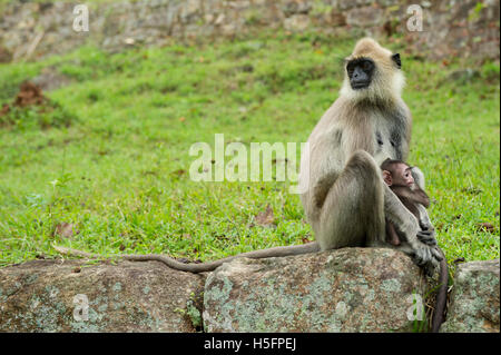 Entelle gris assis sur d'anciennes ruines, Semnopithecus priam, Sigiriya, Sri Lanka Banque D'Images