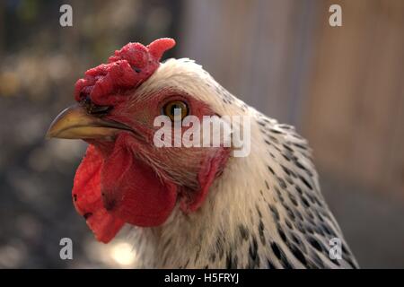 Galon d'argent Poule Wyandotte, Close Up Banque D'Images