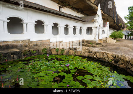 Water Lily Pond en face de la grotte Dambulla Temples, Dambulla, Sri Lanka Banque D'Images