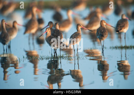 L'image de la barge à queue noire (Limosa limosa) près de Pune, Maharashtra, Inde Banque D'Images