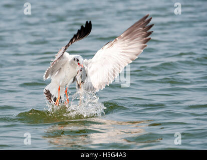 L'image de la mouette ( Chroicocephalus brunnicephalus) avec des poissons, près de Pune, Maharashtra, Inde Banque D'Images