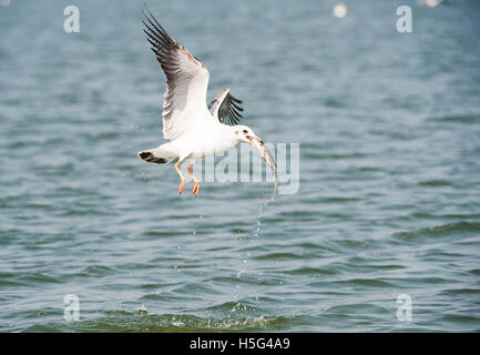 L'image de la mouette ( Chroicocephalus brunnicephalus) avec des poissons, près de Pune, Maharashtra, Inde Banque D'Images