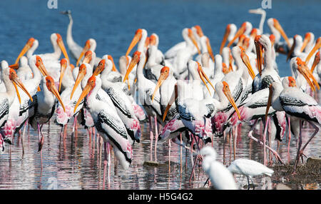 L'image de la cigogne (Mycteria leucocephala peint) troupeau, près de Pune, Maharashtra, Inde Banque D'Images