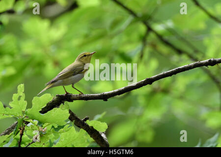 Wood Warbler Phylloscopus sibilatrix / Waldlaubsaenger ( ), homme en robe de reproduction, perché sur une branche, dans son habitat typique Banque D'Images