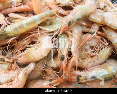 Crevettes fraîches dans la vitrine du marché Banque D'Images