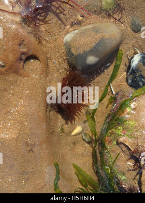 Anémone Actinia equina (Beadlet) dans des eaux très peu profondes avec l'algue verte et rouge, dans une piscine dans les rochers au tournant de la marée Banque D'Images