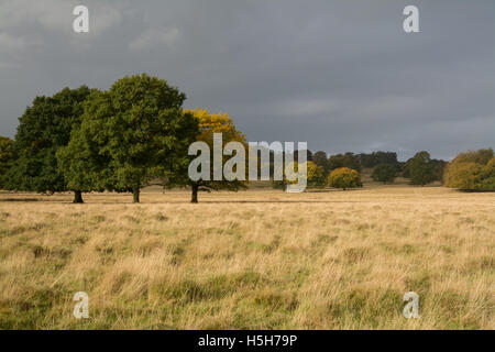 Paysage d'automne à Petworth Park dans le West Sussex, Angleterre Banque D'Images