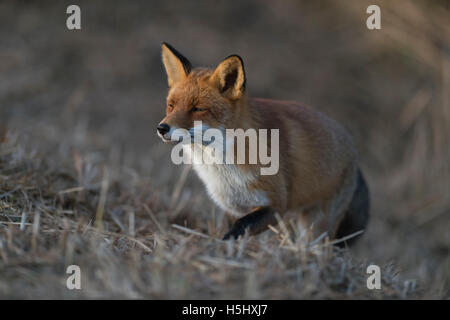 Red Fox / Rotfuchs ( Vulpes vulpes ), des profils en fourrure d'hiver à venir, jusqu'à une colline, plissant les yeux contre le soleil. Banque D'Images