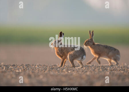 Lièvre brun / lièvres européens / Feldhasen ( Lepus europaeus ), deux paire de, assis, jouant sur les terres agricoles, low point de vue. Banque D'Images