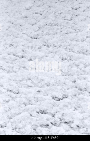 Blanc frais d'hiver snow texture with copy space Banque D'Images