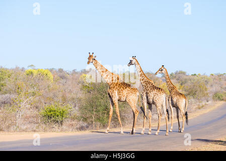 Famille de trois girafes traversent la route dans le Parc National Kruger, grand choix de destinations de voyage en Afrique du Sud. Banque D'Images