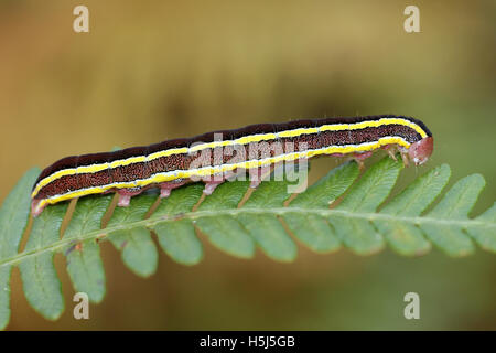 Espèce de balai caterpillar - brown forme Ceramica pisi Banque D'Images