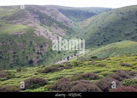 Paysage de lande sur le flanc est des collines de long Mynd, Shropshire, Royaume-Uni Banque D'Images