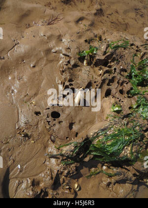 Piddocks Pholas dactylus (commune) dans des terriers en grès de la loutre dans le sable humide sur une plage avec des algues vertes Devon Banque D'Images