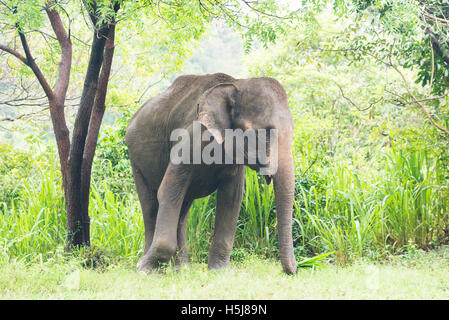 L'éléphant d'Asie, Elephas maximus, le Parc National de Minneriya, Sri Lanka Banque D'Images