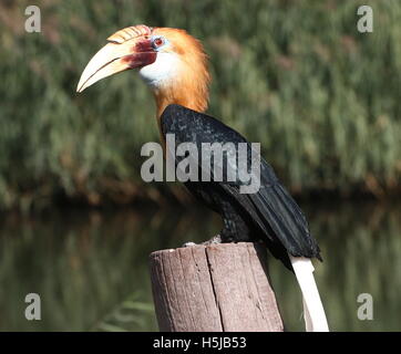 Close-up of a male Blyth's hornbill calao Papou ou (Rhyticeros plicatus) Banque D'Images