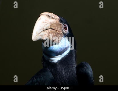 L'Asie du Sud-Est femelle calao nimbés ou hornbil Bar nimbés de Gambie (Rhyticeros undulatus, Aceros undulatus) Banque D'Images
