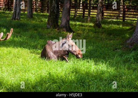 Wapiti dans Parc national de Bialowieza Banque D'Images