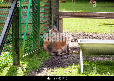 Re se trouve à proximité du filet dans le parc national de Bialowieza en Pologne Banque D'Images