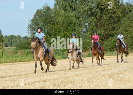 Quatre jeunes cavaliers à cheval au galop dans un champ de chaume Banque D'Images