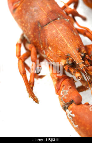 Le homard entier de blocage / poissons et fruits de mer frais Banque D'Images