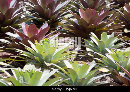 Bromelia plantes dans les jardins botaniques royaux de Sydney au centre ville ,l'Australie Banque D'Images