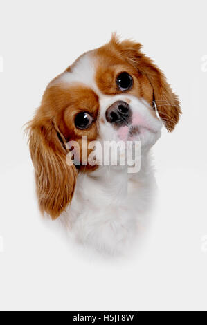 Bonjour-key studio images d'un King Charles Spaniel Pedigree Chien. Banque D'Images