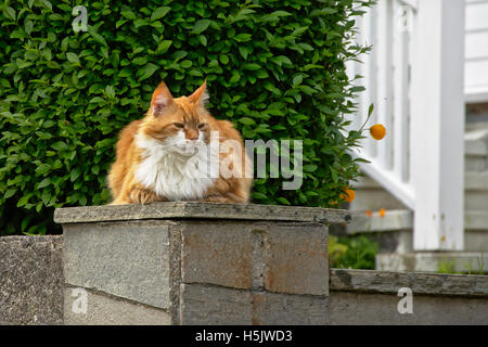 Brun et blanc à poil long domestique chat (Felis catus) Banque D'Images