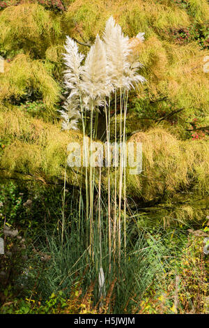 L'herbe de la pampa (cortaderia selloana) en fleurs. Des touffes de plantes à fleurs ornementales poussant dans un jardin botanique britannique Banque D'Images