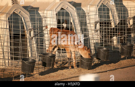 Manger des aliments veaux dans une petite cage séparé de sa mère lors d'une opération d'alimentation concentrée en Californie du nord. Banque D'Images