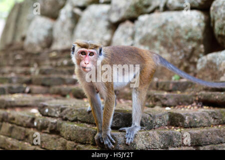 Singe Macaque Bonnet debout sur la pierre, Sri Lanka Banque D'Images