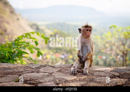 Singe Macaque Bonnet assis sur la pierre, Sri Lanka Banque D'Images