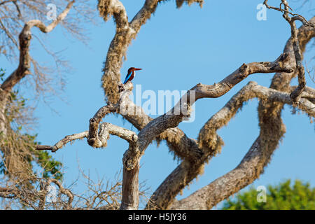 White-throated Kingfisher sitting on tree against blue sky, parc national de Yala, au Sri Lanka Banque D'Images