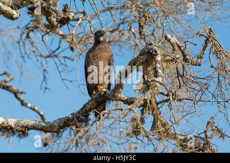 Serpent à huppe blanche sitting on tree against blue sky, parc national de Yala, au Sri Lanka Banque D'Images