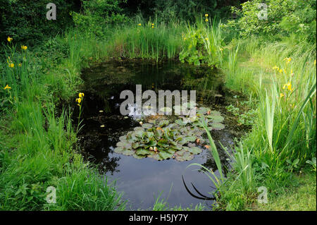 Étang de jardin et la végétation environnante dans l'habitat jardin Banque D'Images