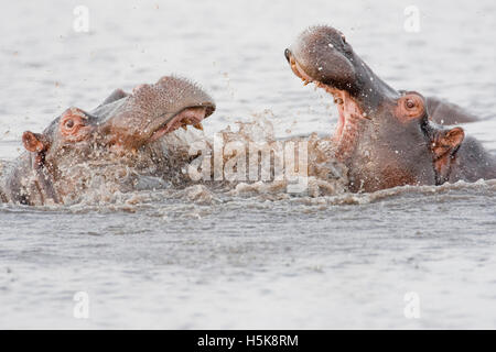 Des hippopotames ou des Hippopotames (Hippopotamus amphibius), Chobe National Park, Botswana, Africa Banque D'Images