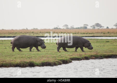 Des hippopotames ou des Hippopotames (Hippopotamus amphibius), Chobe National Park, Botswana, Africa Banque D'Images