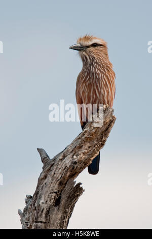 Bruant à couronne le rouleau (Coracias naevia), le parc national de Hwange, Zimbabwe, Afrique du Sud Banque D'Images