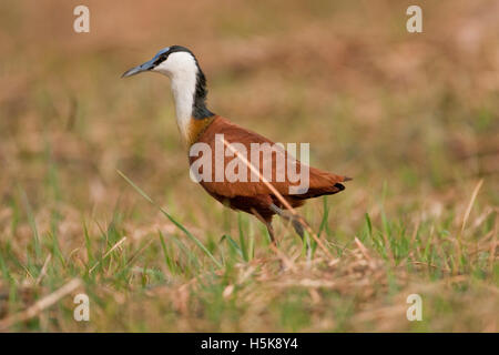 Jacana à poitrine dorée Actophilornis africanus (Afrique), Chobe National Park, Botswana, Africa Banque D'Images