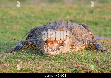 Le crocodile du Nil (Crocodylus niloticus), Chobe National Park, Botswana, Africa Banque D'Images