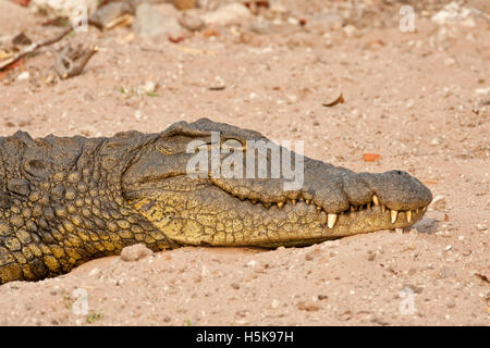 Le crocodile du Nil (Crocodylus niloticus), Chobe National Park, Botswana, Africa Banque D'Images