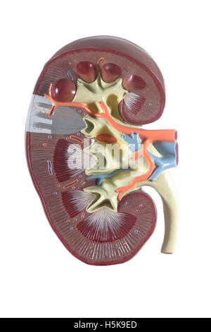 Modèle anatomique du rein Banque D'Images