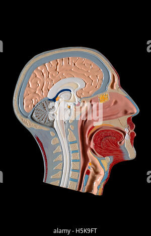 Modèle anatomique de la tête, du cerveau et des voies respiratoires Banque D'Images