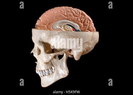 Modèle anatomique de la tête et du cerveau Banque D'Images