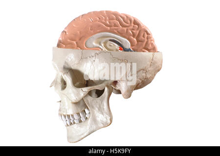 Modèle anatomique de la tête et du cerveau Banque D'Images