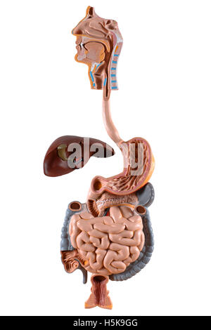 Modèle anatomique de l'appareil digestif, du foie Banque D'Images