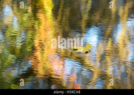 Feuille d'érable de l'automne tombé flottant sur l'eau dans la campagne des Cotswolds. UK Banque D'Images