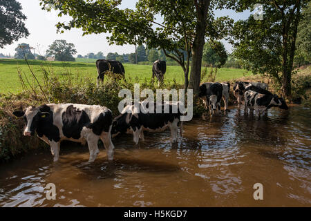 Les vaches de se rafraîchir dans le canal de Llangollen, près de St Martin's, Shropshire, Angleterre Banque D'Images