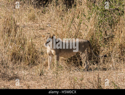 Une lionne dans Parc national de Tarangire, Tanzanie Banque D'Images